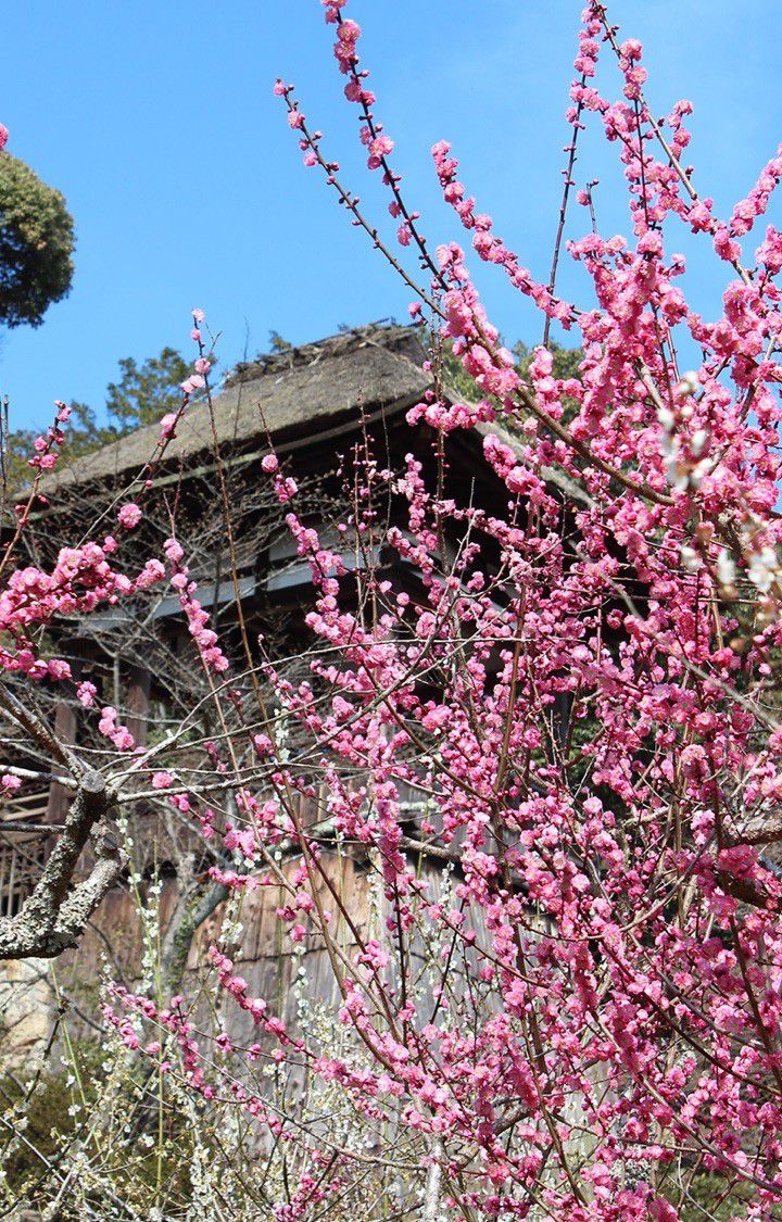 石山寺と春の写真