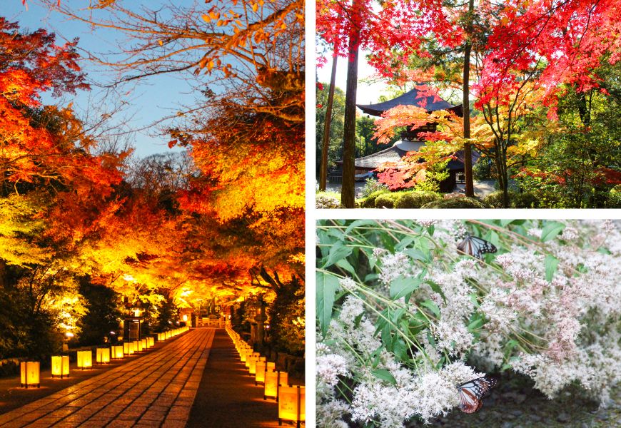 紅葉ライトアップ、多宝塔と紅葉、フジバカマ 写真