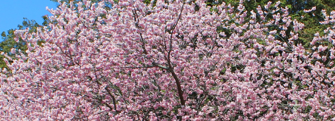 石山寺と桜の写真