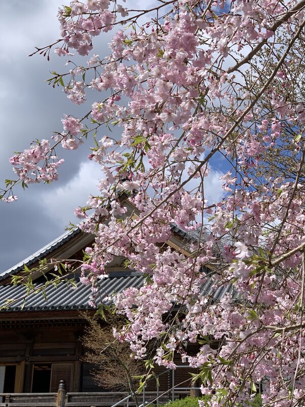 夢の桜のアップ