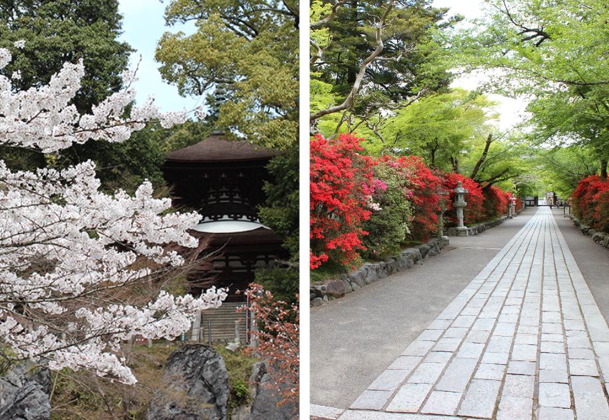 桜と多宝塔、参道のキリシマツツジ、光堂前の牡丹園 写真
