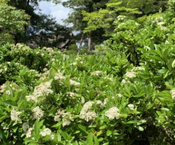 トキワサンザシ（花） 写真