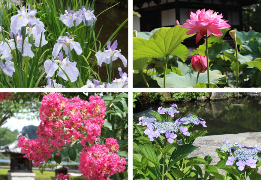 無憂園の花菖蒲、境内の蓮、サルスベリ、遊鬼境の紫陽花 写真