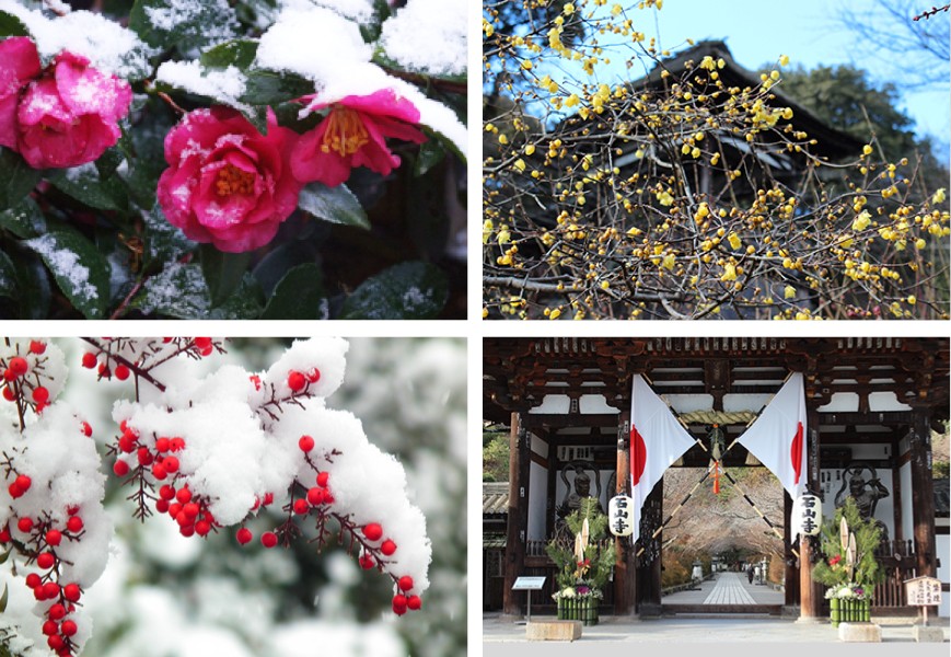 境内の寒椿、梅園のロウバイ、本堂付近 南天、お正月の東大門 写真