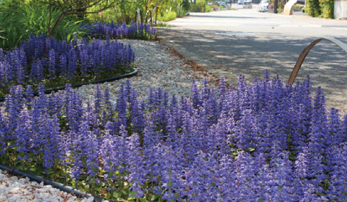 石山紫の道 写真
