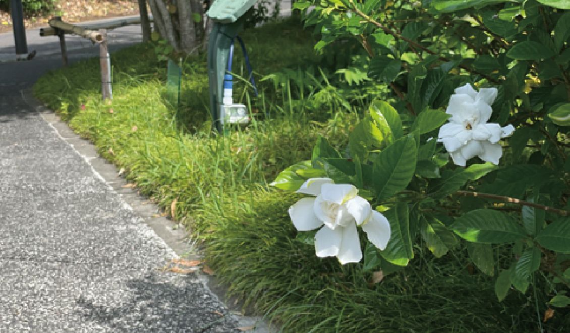 石山紫の道 写真