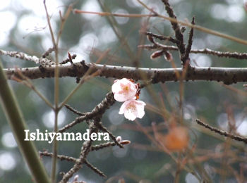20100112?3桜.jpg