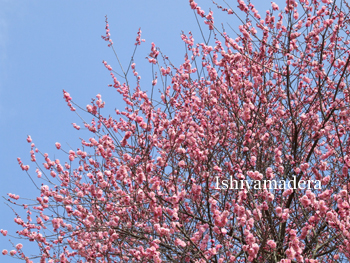 20100224-1第3梅園.jpg