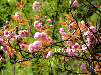 20100415-3.jpg