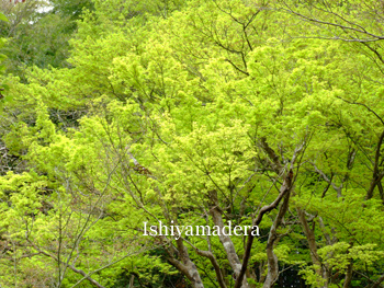 20100415-4.jpg