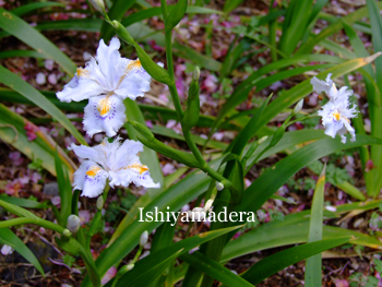 20100415-8.jpg
